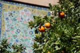 Pars Museum and citrus tree