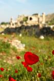 Red flower, Ephesus