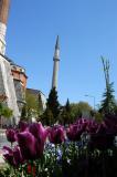 Aya Sofya minaret and tulips