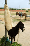 Sheep skin hanging outside a roadside Tunisian restaurant