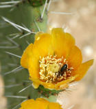 Prickly pear flower and bug