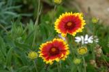 Flowers, Archaeological park of Sbeitla