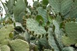 Prickly Pear cactus