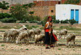 Woman herding sheep along the railway, Thelepte, Tunisia