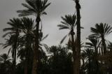 Palms against a menacing sky, Tozeur