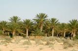 Palm oasis southwest of Nefta