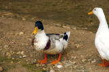 Ducks look out of place in Southern Tunisia