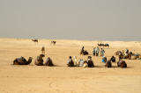 Camels, Zaafrane (near Douz)
