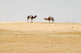 Camels and desert, Tunisia