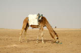 Camel grazing on sand?