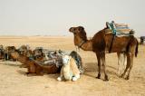 Camels, Zaafrane, near Douz