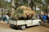 Pickup full of hay at the Livestock Market, Douz