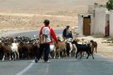 Another herd of goats being brought in from the desert, Tamezret