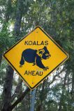 Ku-ring-gai Chase koala sign