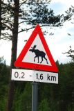 Moose crossing, Norway