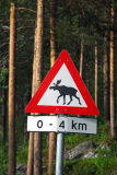 Moose crossing, Norway