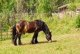 Horse, Maihaugen