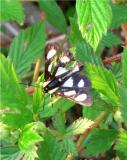Butterfly on the trail.jpg