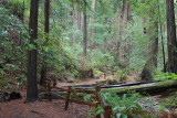 John Muir Woods 2