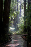 John Muir Woods 5