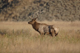 Elk 80