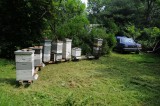 Apiary in summer