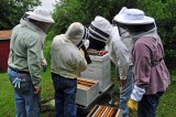 Checking some of the club hives