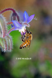 Honey bee on Borage, Aug. 2010 Cover of Bee Culture magazine