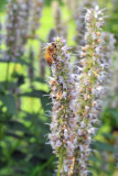 L.V.B.A. Honey Harvest 2010