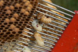 Varroa on Drone Pupae