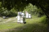Lehigh Valley Beekeepers Assoc. Apiary