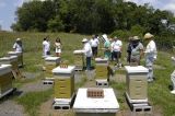 Out in the apiary