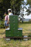 The 2 - Queen Tower Hive