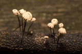 Marasmius rotula