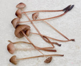 Mycena sanguinolenta