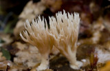 Ramaria sp.