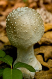 Amanita pantherina