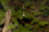 web
