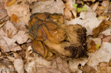 False morel (Gyromitra sp.), poisonous