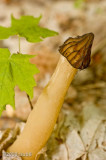 Morchella semilibera