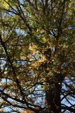 Autumn Maple