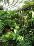 Fernery View
