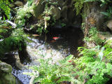 Fish Pond