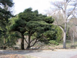 Dwarf Eastern White Pine