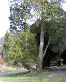 Silverplume Sawara False Cypress