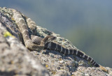 Original Lounge Lizard