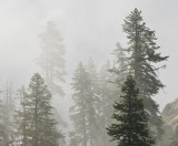 The Fog is in the Fir Trees 2009