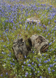 Stanislaus Lupine Meadow