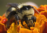 Sierra Bumblebee on a Marigold