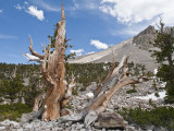 Bristlecones at Wheeler Pk II